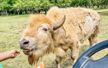 Exotic Animals in Austin! Go Inside The South Austin Ranch Home to Bison, Camel, Alpaca, and More