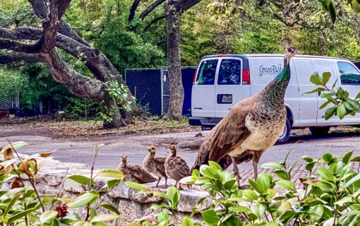See the Baby Peacocks of Mattie’s at Green Pastures in Bouldin Creek