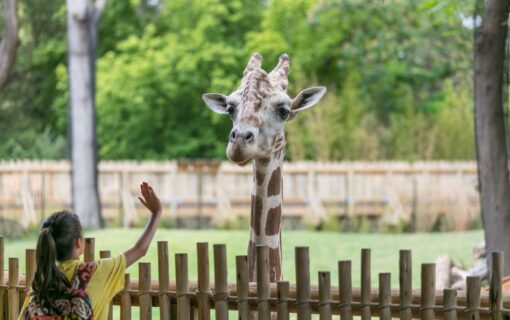 Not Ready To Travel? Take A Virtual Trip To The Fort Worth Zoo