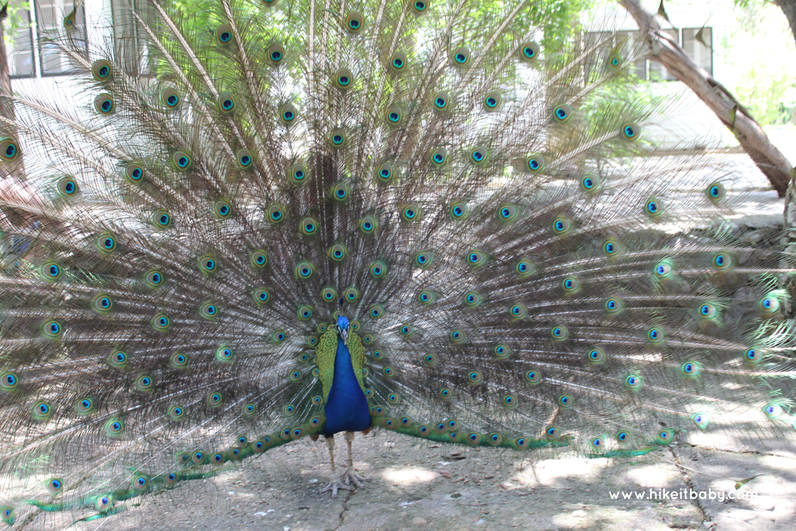 Mayfield Park Peacock