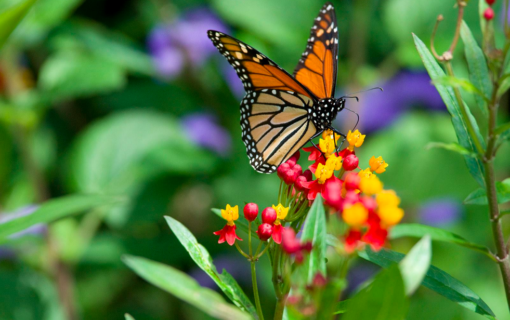 Monarch Appreciation Day at Zilker Botanical Garden