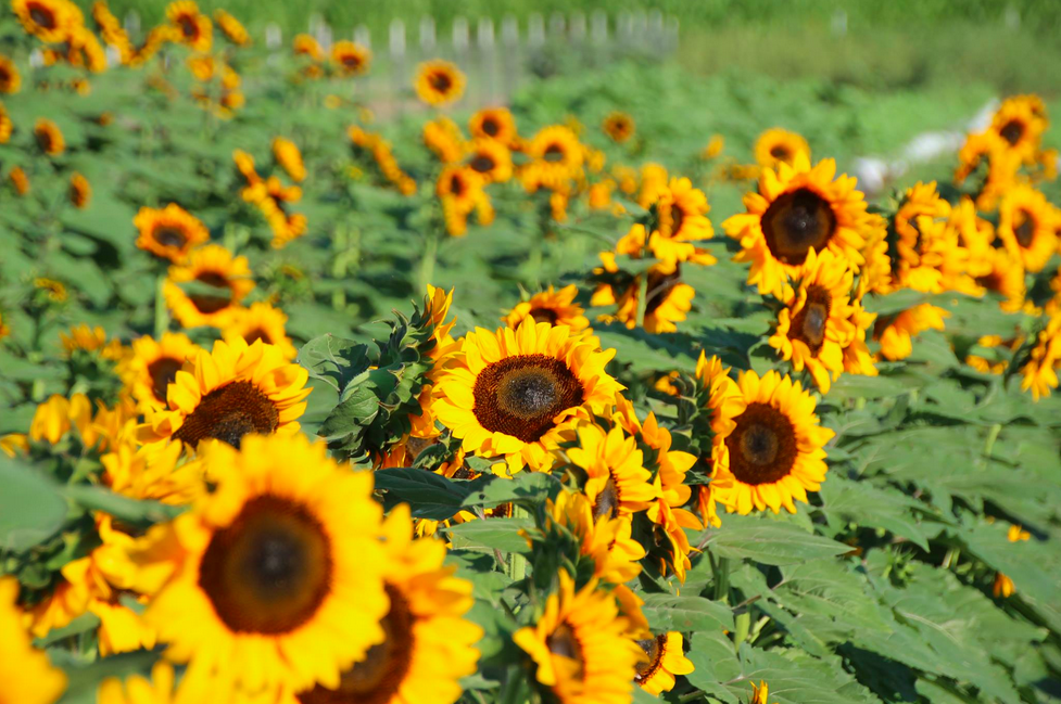 sunflower fields
