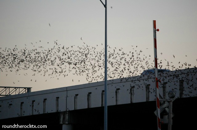 vleermuizen vliegen uit van onder een brug bij schemering