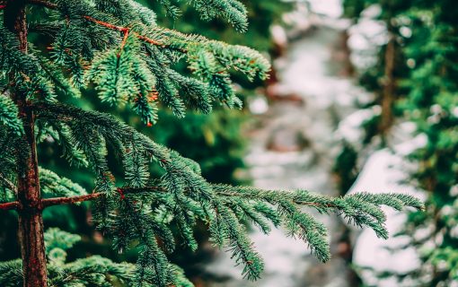 Where To Cut Your Own Christmas Tree Near Austin