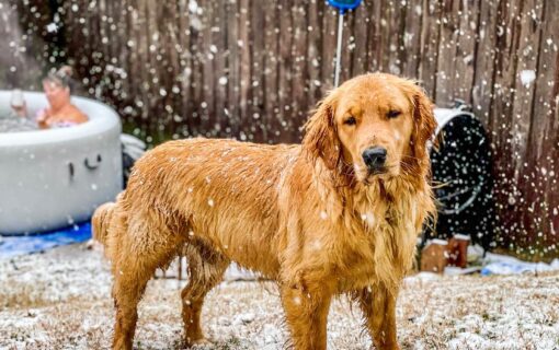 These Are The Best Pictures and Videos of Snow in Austin!