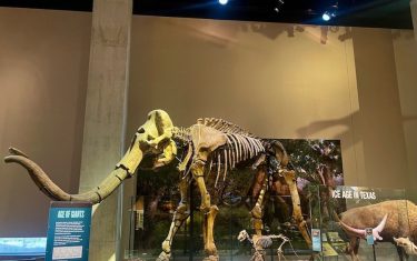Why The Perot Museum Is Worth The Drive To Dallas