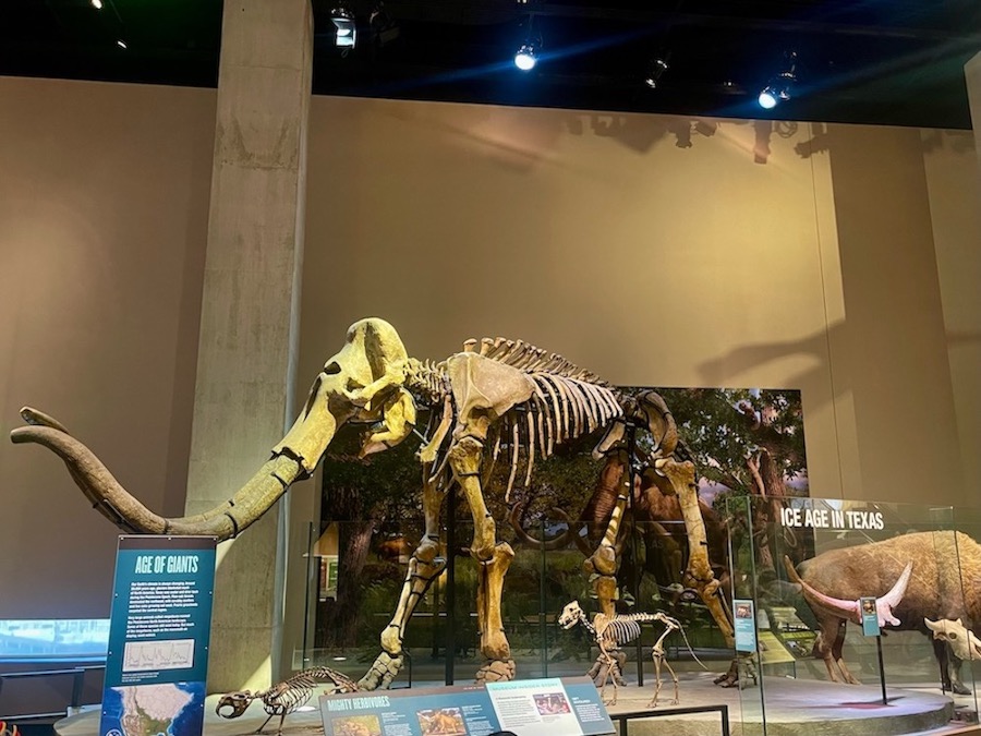 Perot Museum Of Nature And Science Activities