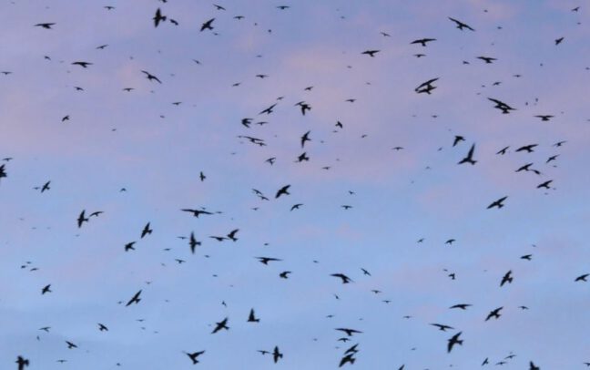 bat united states fish wildlife