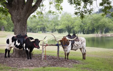 Celebrate Texas Independence Day By Snapping Pictures With Longhorns Brisket and Chuck