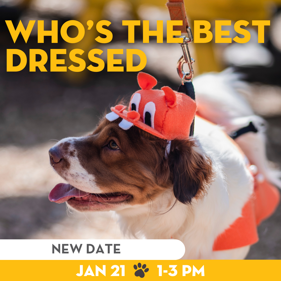 National Dress Up Your Pup Day at MUTTS Austin!